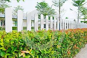 White wooden picket fence with green plant hedge.