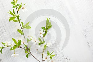 White wooden shabby background with branch of blooming cherry and copy space for text