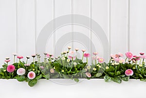 White wooden spring background with pink daisy flowers.