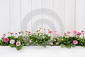 White wooden spring background with pink daisy flowers. photo