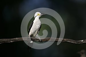 White woodpecker, Melanerpes candidus