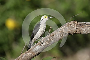 White woodpecker, Melanerpes candidus