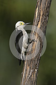 White woodpecker, Melanerpes candidus photo