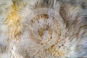 White wool texture background. Natural fluffy fur sheep wool skin texture