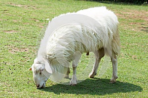 White Woolly Sheep