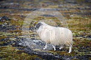 White Woolly Sheep in Iceland