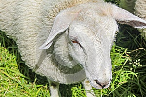 White woolly sheep in meadow, Hemsedal, Viken, Norway