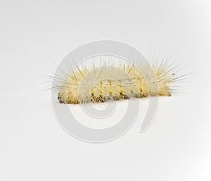 White Wooly Caterpillar