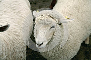 White wooly sheep photo