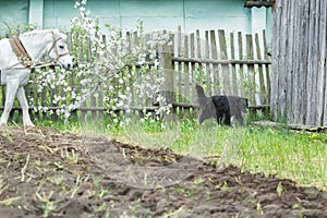 White work horse and black mongrel dog during spring ploughing fieldwork