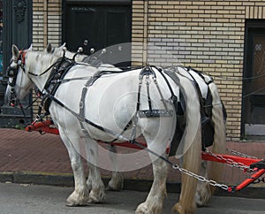 White Work Horse Team