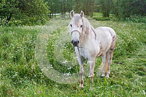 A white working country horse grazing in a meadow in the summertime