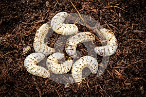 Blanco gusano larvas de coco rinoceronte un insecto 