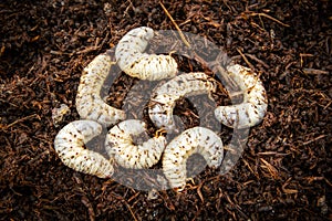White worm larvae of coconut rhinoceros beetle.