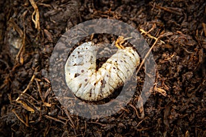 White worm larvae of coconut rhinoceros beetle.