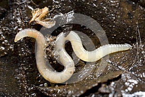 White worm in soil