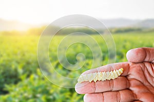 white Worm white Silkworms on human`s hand