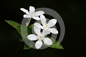 White Wrightia antidysenterica flower