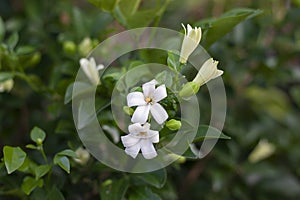 White wrightia antidysenterica flower bloom on nature background.