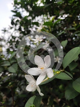 white wrightia antidysenterica flower blooming among other flowers