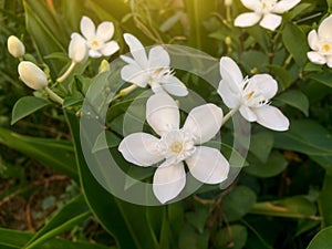 White wrightia antidysenterica flower on nature with sunlight.