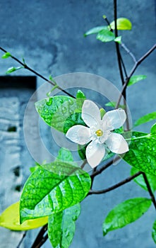 White Wrightia Flower after Rain