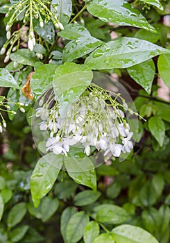 White wrightia flowers