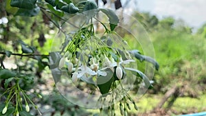 White Wrightia religiosa flower in nature garden