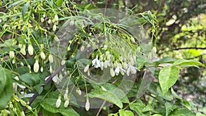 White Wrightia religiosa flower in nature garden