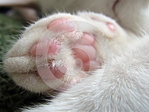 White Wrinkly Cat Paw