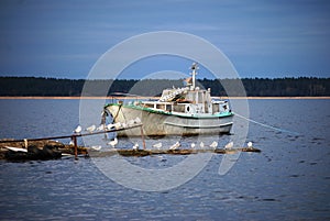 White yacht and seabirds