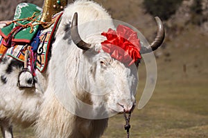 White yak