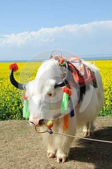 White yak