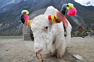 White yak
