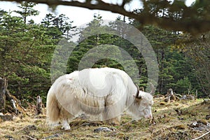 White Yak