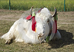 White Yak