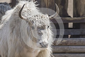 White yak