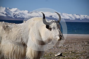 White yak in Namtso lake, Tibet. Namtso is the largest lake in the Tibet Autonomous Region