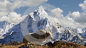White yak in the Nepalese Himalayas. Snow-covered