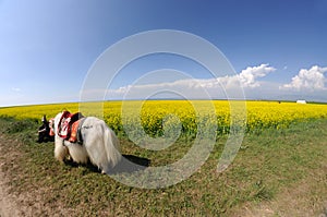 A white yak in the seed field