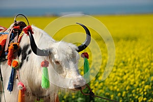 White yak in the seed field