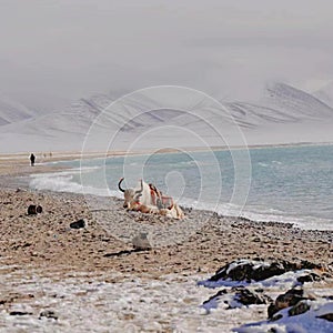 White yak is a symbol of auspiciousness, peace, kindness, and beauty