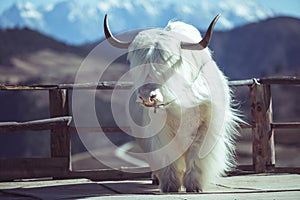 White yak, very beautiful