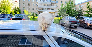 The white yard cat has closed his eyes, yawns and sits on the roof of the car