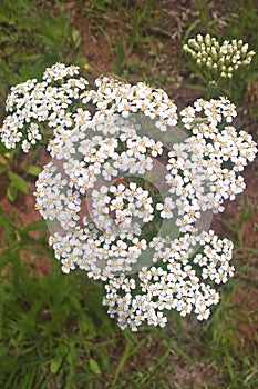 White Yarrow Flower