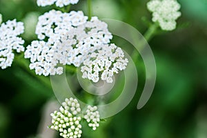 White yarrow flower macro background