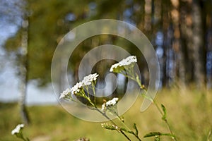 White yarrow flowers on a forest background