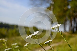 White yarrow flowers on a forest background