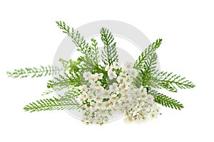 White yarrow