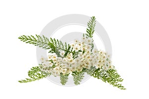 White yarrow